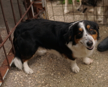 BERTI, Hund, Mischlingshund in Offenbach - Bild 15