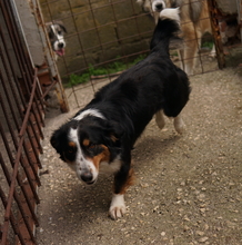 BERTI, Hund, Mischlingshund in Offenbach - Bild 16