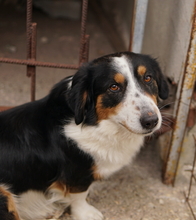 BERTI, Hund, Mischlingshund in Offenbach - Bild 19