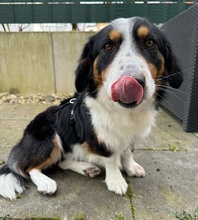 BERTI, Hund, Mischlingshund in Offenbach - Bild 2