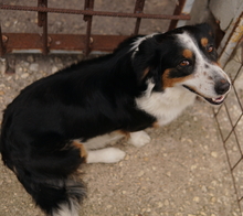 BERTI, Hund, Mischlingshund in Offenbach - Bild 20