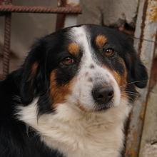 BERTI, Hund, Mischlingshund in Offenbach - Bild 5