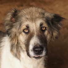 TALIA, Hund, Mischlingshund in Griechenland - Bild 1