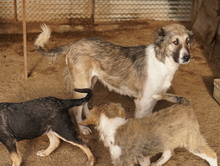 TALIA, Hund, Mischlingshund in Griechenland - Bild 10