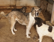 TALIA, Hund, Mischlingshund in Griechenland - Bild 13