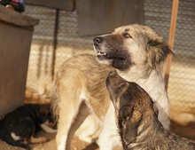 TALIA, Hund, Mischlingshund in Griechenland - Bild 14