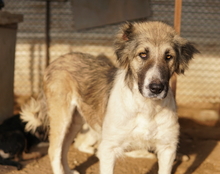 TALIA, Hund, Mischlingshund in Griechenland - Bild 15