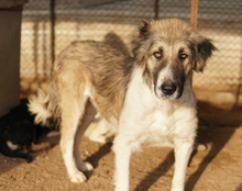 TALIA, Hund, Mischlingshund in Griechenland - Bild 16