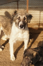 TALIA, Hund, Mischlingshund in Griechenland - Bild 17