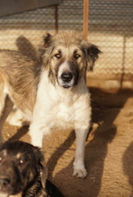 TALIA, Hund, Mischlingshund in Griechenland - Bild 18