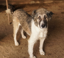 TALIA, Hund, Mischlingshund in Griechenland - Bild 2