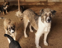 TALIA, Hund, Mischlingshund in Griechenland - Bild 3