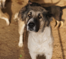 TALIA, Hund, Mischlingshund in Griechenland - Bild 5