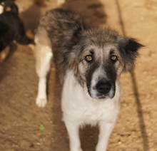 TALIA, Hund, Mischlingshund in Griechenland - Bild 6