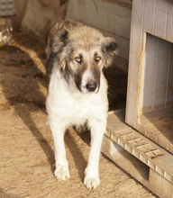 TALIA, Hund, Mischlingshund in Griechenland - Bild 7