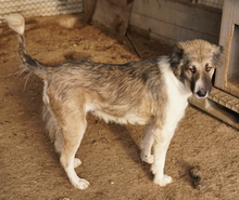 TALIA, Hund, Mischlingshund in Griechenland - Bild 8