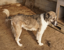 TALIA, Hund, Mischlingshund in Griechenland - Bild 9