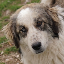 JONNA, Hund, Mischlingshund in Griechenland - Bild 1