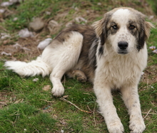 JONNA, Hund, Mischlingshund in Griechenland - Bild 12