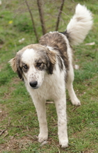 JONNA, Hund, Mischlingshund in Griechenland - Bild 2