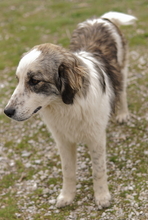 JONNA, Hund, Mischlingshund in Griechenland - Bild 4