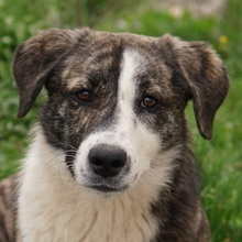 PAULA, Hund, Mischlingshund in Griechenland - Bild 1