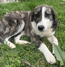 PAULA, Hund, Mischlingshund in Griechenland - Bild 10