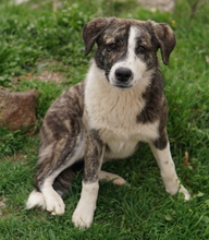 PAULA, Hund, Mischlingshund in Griechenland - Bild 2