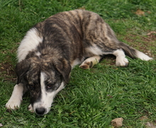 PAULA, Hund, Mischlingshund in Griechenland - Bild 3