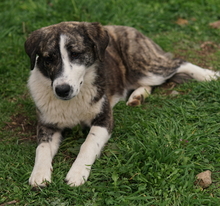 PAULA, Hund, Mischlingshund in Griechenland - Bild 9