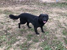 HULLA, Hund, Labrador-Mix in Griechenland - Bild 2