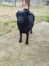 HULLA, Hund, Labrador-Mix in Griechenland - Bild 3