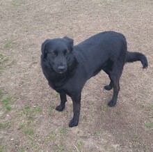 HULLA, Hund, Labrador-Mix in Griechenland - Bild 4