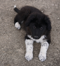 BARON, Hund, Mischlingshund in Griechenland - Bild 10