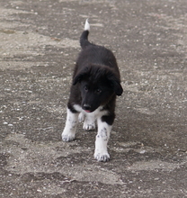 BARON, Hund, Mischlingshund in Griechenland - Bild 11