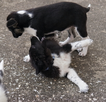 BARON, Hund, Mischlingshund in Griechenland - Bild 13