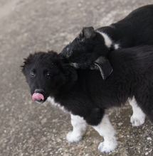 BARON, Hund, Mischlingshund in Griechenland - Bild 14