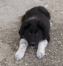 BARON, Hund, Mischlingshund in Griechenland - Bild 16