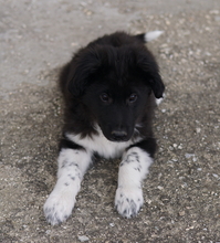 BARON, Hund, Mischlingshund in Griechenland - Bild 18