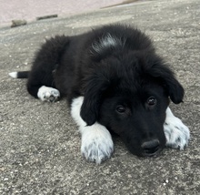 BARON, Hund, Mischlingshund in Griechenland - Bild 3