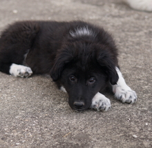 BARON, Hund, Mischlingshund in Griechenland - Bild 7