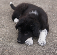 BARON, Hund, Mischlingshund in Griechenland - Bild 8