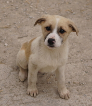 JESPER, Hund, Mischlingshund in Belgien - Bild 11