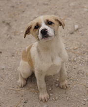 JESPER, Hund, Mischlingshund in Belgien - Bild 13