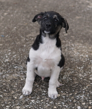 KAISER, Hund, Mischlingshund in Griechenland - Bild 11