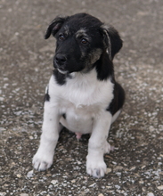 KAISER, Hund, Mischlingshund in Griechenland - Bild 13