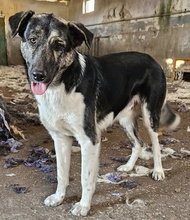 KAISER, Hund, Mischlingshund in Griechenland - Bild 2