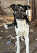 KAISER, Hund, Mischlingshund in Griechenland - Bild 4