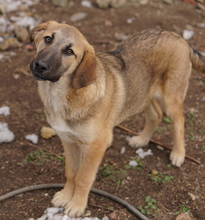 LAUSER, Hund, Mischlingshund in Griechenland - Bild 1