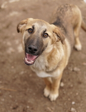 LAUSER, Hund, Mischlingshund in Griechenland - Bild 10